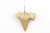 .75" to 1.25" Wire Wrapped Shark Tooth Pendant - Morocco - Photo 2